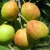 Import Best Quality Fresh Organic Crown Pear from China