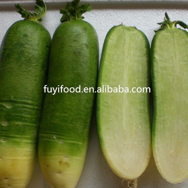 Big size green radish/vegetable china radish/white radish
