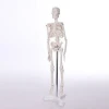 BIX-A1001 medical science skeleton models