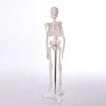 BIX-A1001 medical science skeleton models
