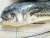 Import Brand canned mackerel,canned fish from China