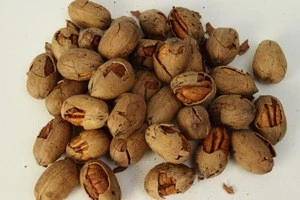 Bulk Pecan nuts supplier at competitive pice