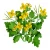 Import Celandine herb from Russia from Russia