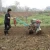 Import China Agricultural Machinery Power Tiller Cultivator With Competitive Power Tiller Price from China
