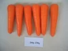 China fresh carrot
