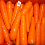 Chinese Shandong and Xiamen small fresh carrot