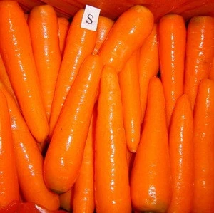 Chinese Shandong and Xiamen small fresh carrot
