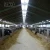 Import construction large modern light steel cowshed with install service from China