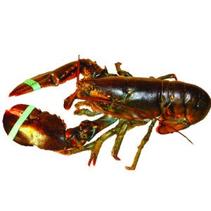 Delicious High Quality Frozen Lobster from Malaysia