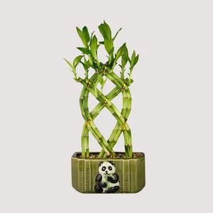 dracaena sanderiana braided lucky bamboo plants natural bonsai sale
