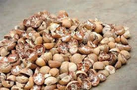 Dried Betel Nut - Areca Nut