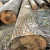 Import europe wood white ash beech logs african ebony log from China
