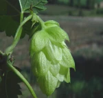 European hop flower extract/hops extract/hops powder