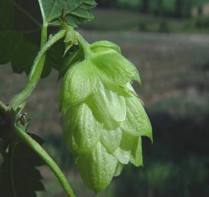 European hop flower extract/hops extract/hops powder