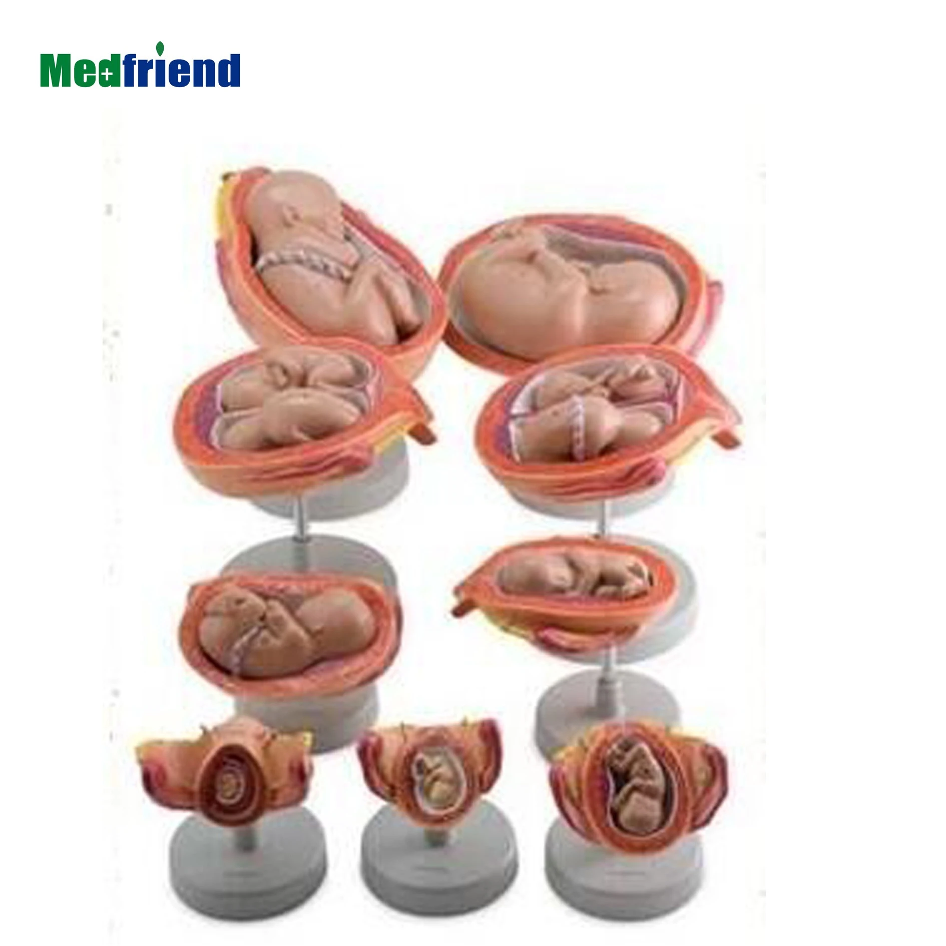 Factory Price Anatomical Human Medical Anatomical Fetus Development Model 8 Series