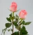 Import Farm Wholesale Price Fresh-cut Diana Rose Flower With Long Stem From Yunnan For Flower Shop from China
