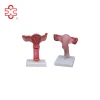 female anatomical teaching medical with ovaries uterus model