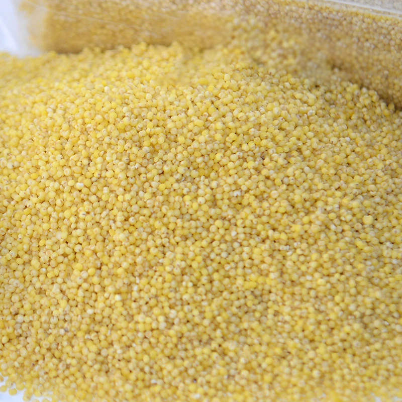 Food Grade Yellow Millet for Human Consumption