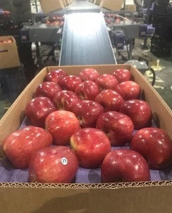 Fresh Apple (Red Delicious, Gala, Red chief, scarlet Spur)