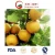 Import Fresh Chinese (ISO, HACCP) Ya/Asia/Huang Guan Pear from China