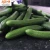 Import Fresh Cucumber /Zucchini/English Cucumber/Pakistani fresh cucumber from Pakistan
