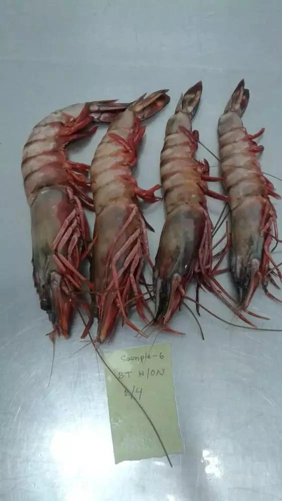 Fresh frozen giant tiger shrimps for bulk sales