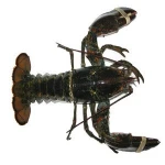 FRESH FROZEN LOBSTER/Frozen Seafoods/Live Canadian Lobster