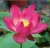 Import Fresh lotus flower whatsapp +84947 900 124 from Vietnam