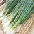 Import FRESH SCALLIONS  FOR SALE from South Africa