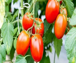 fresh tomatoes for sale