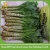 Import Fresh vegetables export suppliers with best price asparagus lettuce from china from China