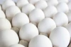 Fresh White snow Shell Chicken Egg Available at affordable  Price