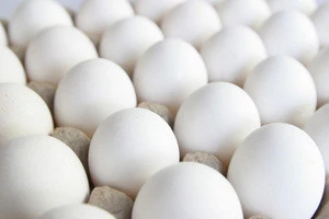 Fresh White snow Shell Chicken Egg Available at affordable  Price