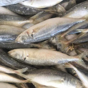 Frozen Fish, All kind of frozen horse mackerel, frozen round scad