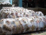 Frozen Whole Lobsters / Frozen Lobsters Whole Round