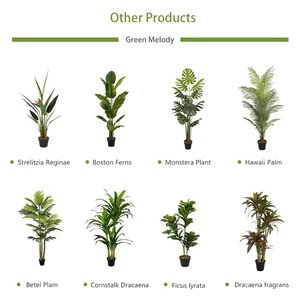 Glossy touch shooting ornaments outdoor & indoor landscape artificial Dracaena plant greenery