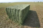 Good Quality American Alfalfa Hay Cattle Horse Pets Sheep