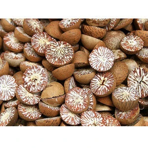 High quality Betel nuts