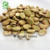 High Quality Broad Beans/ Fava Beans With Competitive Price 50-60
