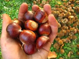High Quality Chestnuts