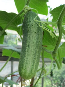 High quality Fresh Cucumber for sale