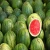 Import High Quality Fresh watermelon Best Price Wholesale from United Kingdom