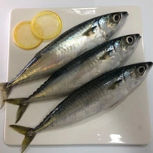 High quality frozen  pacific mackerel  in fish fresh seafood with best exporter