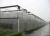 High Quality Plastic Film Agriculture Greenhouse For Vegetable