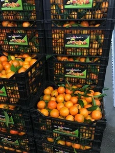 High Standard Mediterranean Orange Fresh Harvest Product  Sweet Clementine Fruits