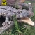 Import HLT Remote Control Animal Model Crocodile Model from China