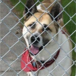 hot sale crate kennel metal for sale cheap iron large chain link dog cage