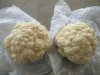 Hot selling hybrid cauliflower seeds with high quality