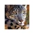 Import In stock Perfect 3d frameless picture with animals for home / hotel /library decoration from China
