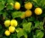 Import lemon fruit from China